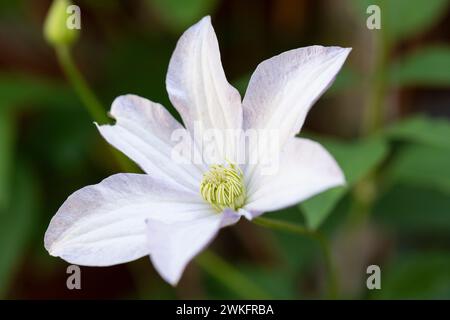 Weiße Clematis-Blume auf der Pflanzenkletterseite des Hauses Stockfoto