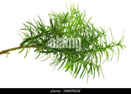 Japanische Eibenbeeren. Taxaceae immergrüne Nadelbäume. Die Beeren werden für Rohkost und Fruchtwein verwendet, aber die Samen sind giftig, und Holz wird für craf verwendet Stockfoto