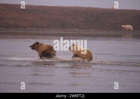 grizzlybären Ursus arctos oder Braunbärenjungen, die entlang der arktischen Küste schwimmen, Eisbären im Hintergrund und in Alaska Stockfoto