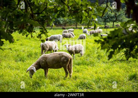 Naturpark Dingdener Heide, Heide- und Moorlandschaften, nördlich des Dorfes Dingden, gehört zu Hamminkeln, Schafherde, Kulturlandschaft Stockfoto