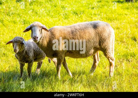 Naturpark Dingdener Heide, Heide- und Moorlandschaften, nördlich des Dorfes Dingden, gehört zu Hamminkeln, Schafherde, Kulturlandschaft Stockfoto