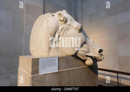 Ein Selene Pferd unter den Elgin Marbles, antike griechische Skulpturen aus dem Parthenon in Athen im British Museum in London, Großbritannien Stockfoto