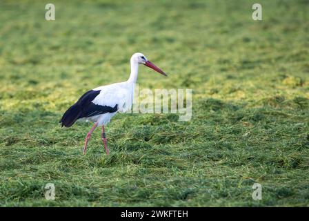 Naturpark Dingdener Heide, Heide- und Moorlandschaften, nördlich des Dorfes Dingden, gehört zu Hamminkeln, Kulturlandschaft, Storch, NRW, Stockfoto