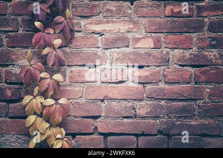 Rote Backsteinmauer. Wilde Traube an der Wand eines alten Gebäudes. Textur, Muster, Hintergrund, Herbst. Herbstblätter von Efeu. Vitaceae Laubrebe. Das WA Stockfoto