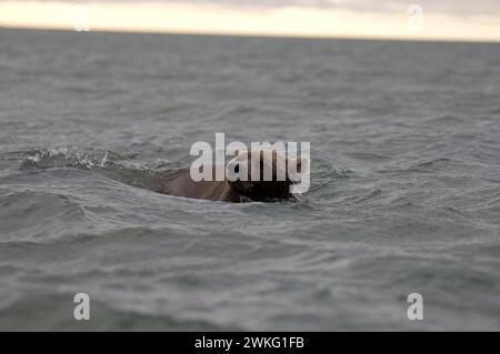 grizzlybär Ursus arctos oder Braunbär schwimmen entlang der arktischen Küste auf der Suche nach Nahrung vor dem östlichen Arctic National Wildlife Refuge Alaska Stockfoto