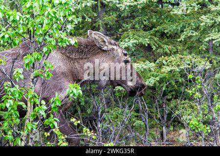 Junger, unreifer männlicher Elch, tief in der Wildnis Alaskas. Stockfoto