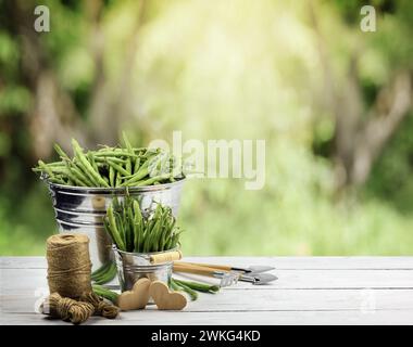 Erbsen und grüne Erbsenschoten auf einem Küchentisch. Weißer Hintergrund. Ernte grüne Erbsen in einem Eimer. Natürliche Ernährung. Draufsicht. Kopierbereich. Stockfoto