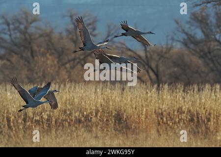 Wunderschöne und majestätische Sandhügelkrane fliegen vom Winterfeld in der Bernardo Wildlife Area im Socorro County, New Mexico Stockfoto