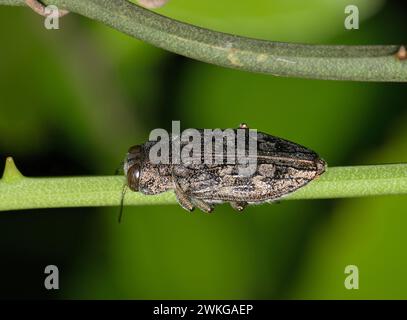 Metallischer Holzbohrkäfer (Chrysobothris shawnee) an einem Pflanzenstamm in Houston, USA, dorsale Ansicht. Buprestidae-Familie der USA. Stockfoto