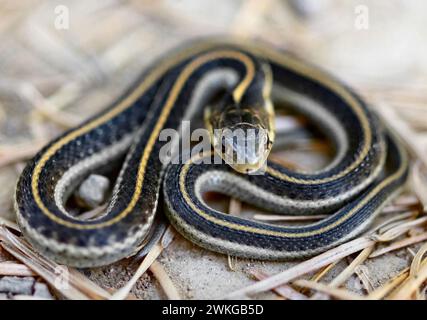 Intergrade Form oder juvenile Aquatic Gartersnake in typischer Abwehrhaltung. Mt. Tamalpais, Marin County, Kalifornien, USA. Stockfoto