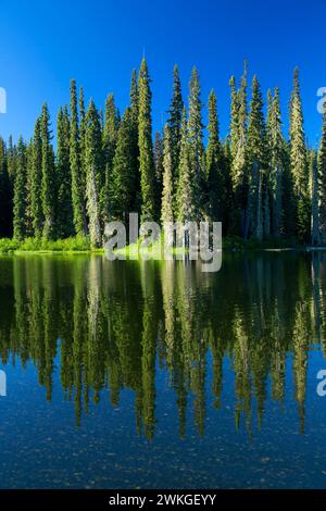 Gold-See, Willamette National Forest, Oregon Stockfoto