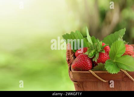 Ernten von Erdbeeren. Nahaufnahme des vollen Korbs reifer Erdbeeren. Erdbeeren als Mustertextur. Rote süße frische Erdbeeren als Textur. Stra Stockfoto