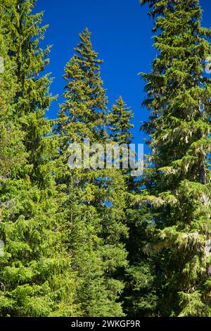 Wald Am goldenen See, Willamette National Forest, Oregon Stockfoto