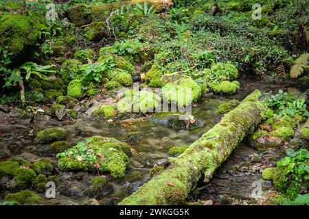 Bild eines kroatischen Bergbaches mit fließendem Wasser. Stockfoto