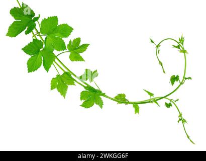 Grüne Hopfenzweige mit Blättern, schön geschwungen. Schönheit in der Natur. Zutat zum Brauen. Hopfengirlande. Frühlingsgrün. Isolierte Ranken und h Stockfoto