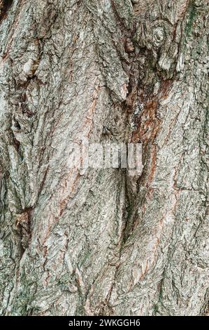 Poplar bark. Carved texture of tree bark. The bark of a tree with cracks. wood texture, natural tree bark. Natural background, bark of a tree that tra Stockfoto