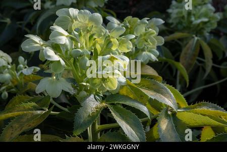 Attraktive grüne Blüten des korsischen Hellebarres oder Argumentfolius „Silberspitze“ blühend mit einem Hintergrund von Blättern im Spätwinter und frühen Frühling, Sp Stockfoto