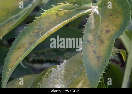 Grün-gelbe Blätter des korsischen Hellebarres oder Argtifolius (Silberspitze). Platz für Text, selektiver Fokus. Stockfoto