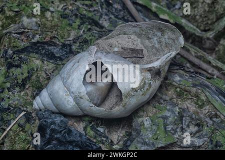 Leere Schale der toten Gartenschnecke auf dem schmutzigen Boden Stockfoto