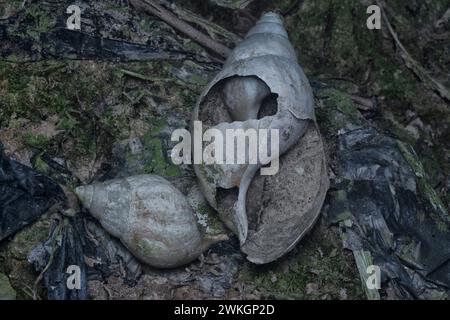 Leere Schale der toten Gartenschnecke auf dem schmutzigen Boden Stockfoto