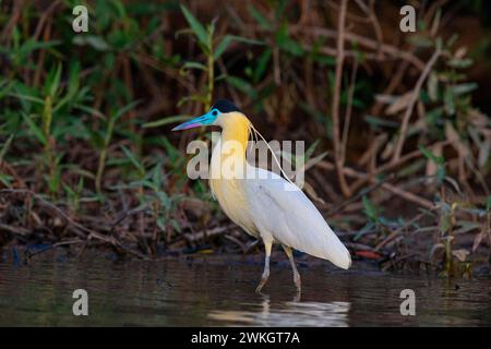 Kappreiher (Pilherodius pileatus) Pantanal Brasilien Stockfoto