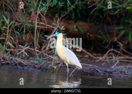 Kappreiher (Pilherodius pileatus) Pantanal Brasilien Stockfoto