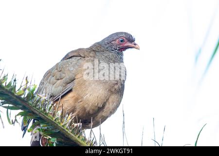 Chaco chachalaca (Ortalis canicollis) Pantanal Brasilien Stockfoto