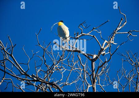 Kappreiher (Pilherodius pileatus) Pantanal Brasilien Stockfoto