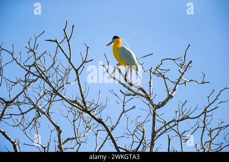 Kappreiher (Pilherodius pileatus) Pantanal Brasilien Stockfoto