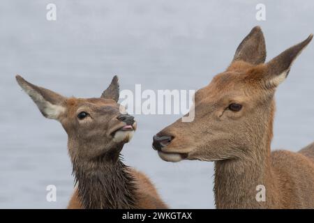 Rotwild (Cervus elaphus), weibliche Erwachsene und Jungtiere, die miteinander interagieren, Surrey, England, Vereinigtes Königreich Stockfoto