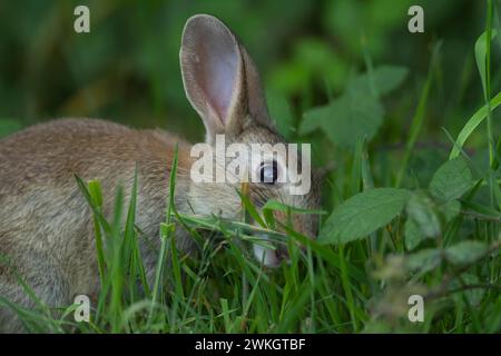 Kaninchen (Oryctolagus cuniculus), adulte Tiere, die auf Grünland gefüttert werden, Suffolk, England, Vereinigtes Königreich Stockfoto