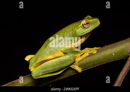 Australischer Dainty Tree Frog, der auf einem Baumzweig ruht Stockfoto