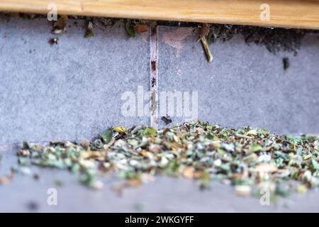 Gewöhnliche schwarze Ameisen, die in ein Haus eindringen. Sie haben Blätter und bereiten ihr Nest vor. Stockfoto