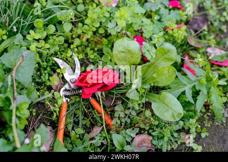 Eine Schere neben einer roten Rose in einer natürlichen Landschaft Stockfoto