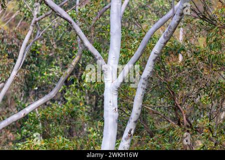 Foto des Hauptstammes und der Zweige eines Gummibaums in den Blue Mountains in New South Wales in Australien Stockfoto