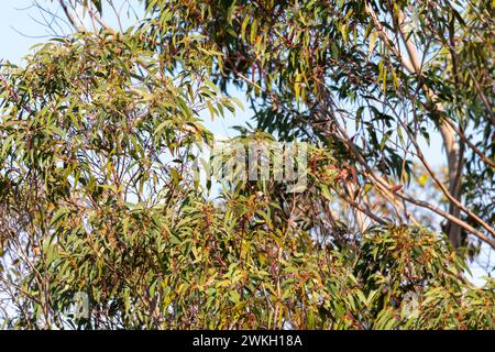 Foto von leuchtend grünen Blättern auf einem Gummibaum in den Blue Mountains in New South Wales in Australien Stockfoto