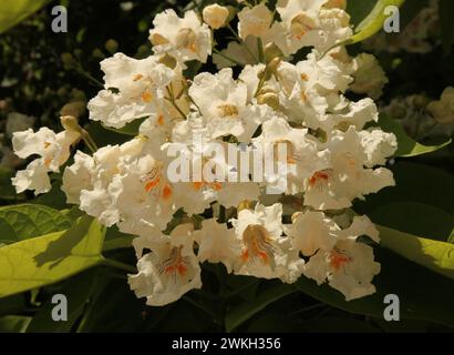 Catalpa Baum (Catalpa) weiße Blumen und grüne Blätter draußen an einem sonnigen Tag in Montana Stockfoto