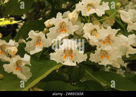 Catalpa Tree (Catalpa) weiße Blüten und grüne Blätter draußen in Montana Stockfoto