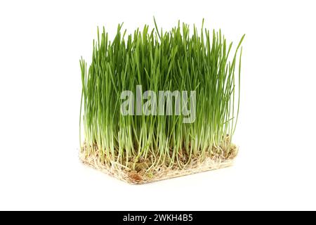 Lebendige, würfelförmige Netzschale mit frischem grünen Weizengras mit sichtbaren Wurzeln auf weißem Hintergrund Stockfoto