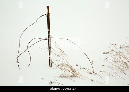 Queen Anne es Lace (Daucus Carota) mit Zaun im Schnee, Marion County, Oregon Stockfoto