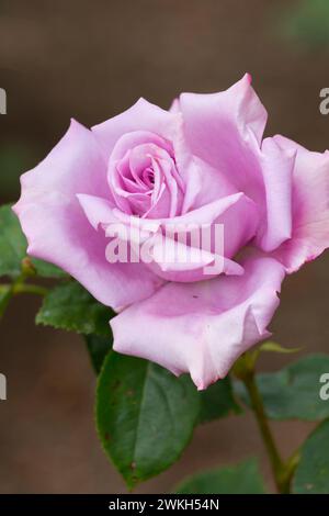 Blaue Mädchen Rose, Erbstück Rosen, St. Paul, Minnesota Stockfoto