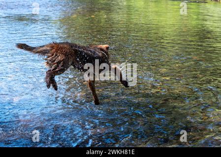 Deutscher schäferhund, der in einem Fluss für ein geworfenes Objekt springt, Wallowa Mountains, Oregon. Stockfoto