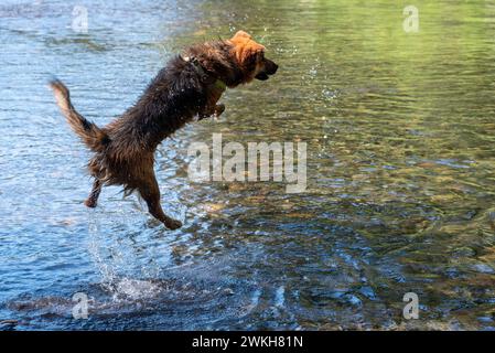 Deutscher schäferhund, der in einem Fluss für ein geworfenes Objekt springt, Wallowa Mountains, Oregon. Stockfoto