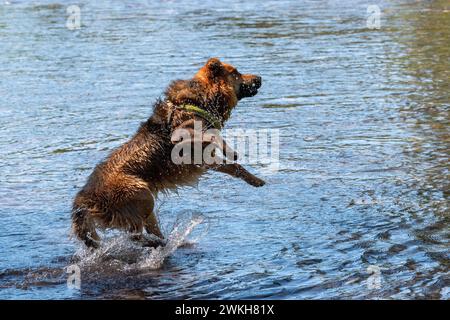 Deutscher schäferhund, der in einem Fluss für ein geworfenes Objekt springt, Wallowa Mountains, Oregon. Stockfoto