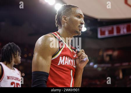 Madison, WI, USA. Februar 2024. Maryland Terrapins schützen Jahmir Young (1) während des NCAA-Basketballspiels zwischen den Maryland Terrapins und den Wisconsin Badgers im Kohl Center in Madison, WI. Darren Lee/CSM/Alamy Live News Stockfoto