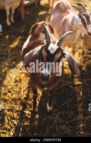 Die Milchziegen auf einer kleinen Farm in Ontario, Kanada. Stockfoto