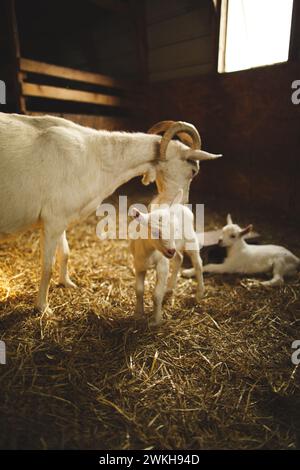 Eine Ziegenmutter mit ihren Kindern auf einer kleinen Farm in Ontario, Kanada Stockfoto