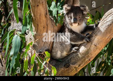 Koala, im Kangaroo Island Wildlife Park, Kangaroo Island, South Australia Stockfoto