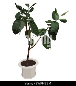 Ficus. Exotische Pflanze im Topf. Illustration des Vektormaterials auf weißem Hintergrund isoliert. Stock Vektor