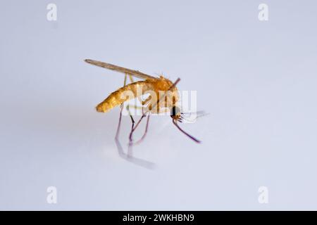 Eine Nahaufnahme einer toten Common House-Mücke, Culex pipipiens Stockfoto